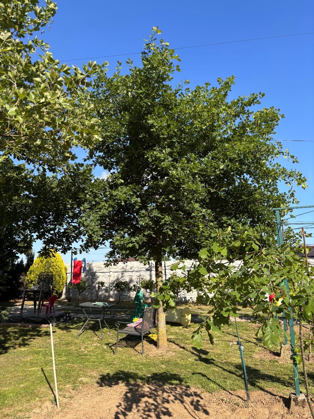 The A1 tree in May 2026