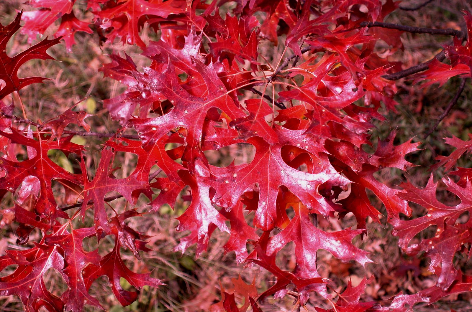 Quercus ellipsoidalis - Guy Sternberg
