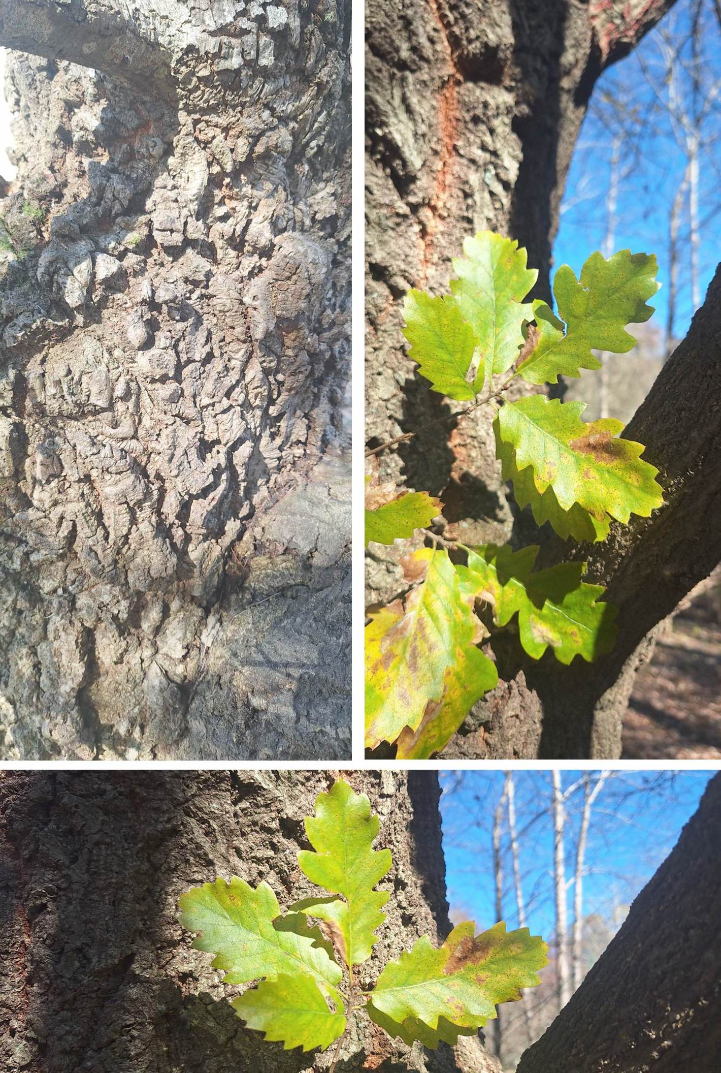 Quercus afares at Eastwoodhill Arboretum