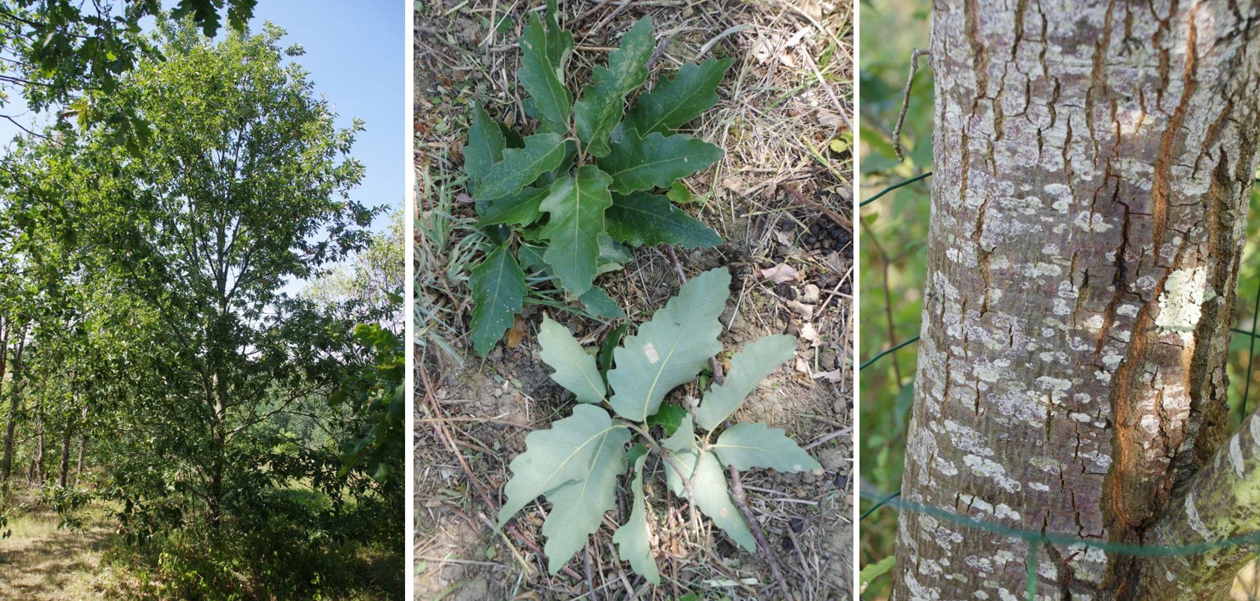 Quercus afares at Arboretum de la Bergerette