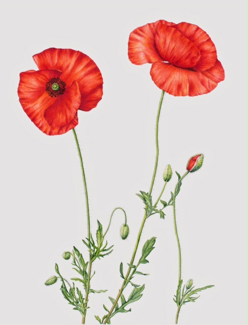 Poppies