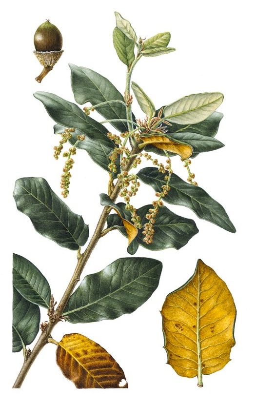 Q. guyavifolia