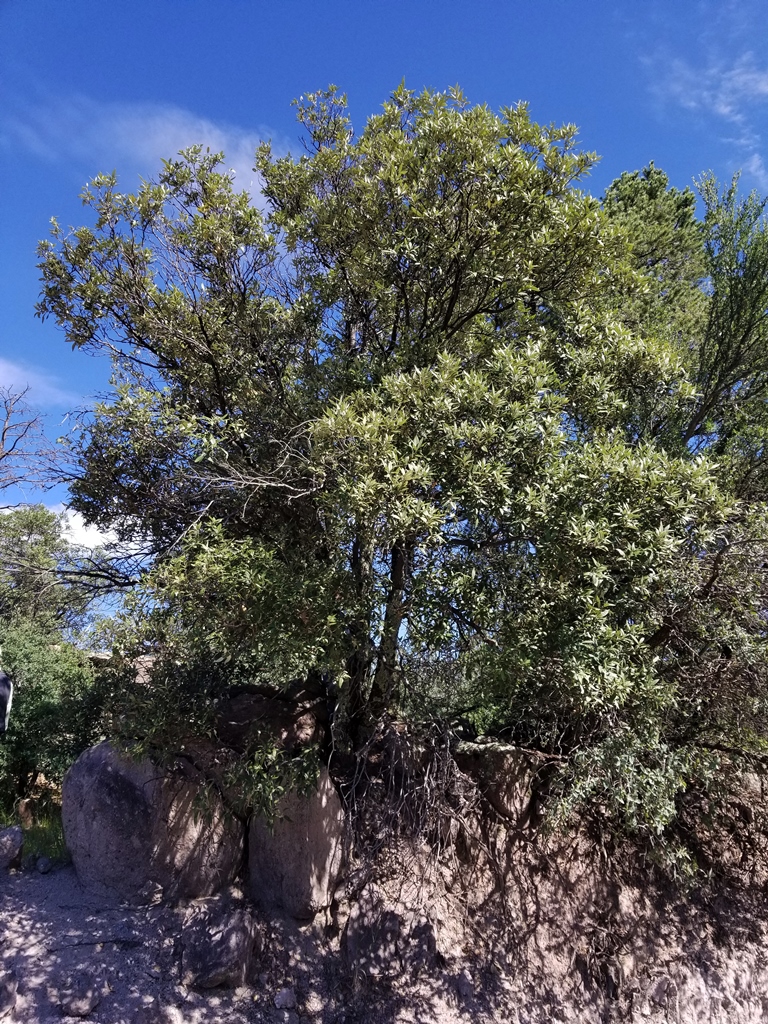 Quercus hypoleucoides at Pinos Altos