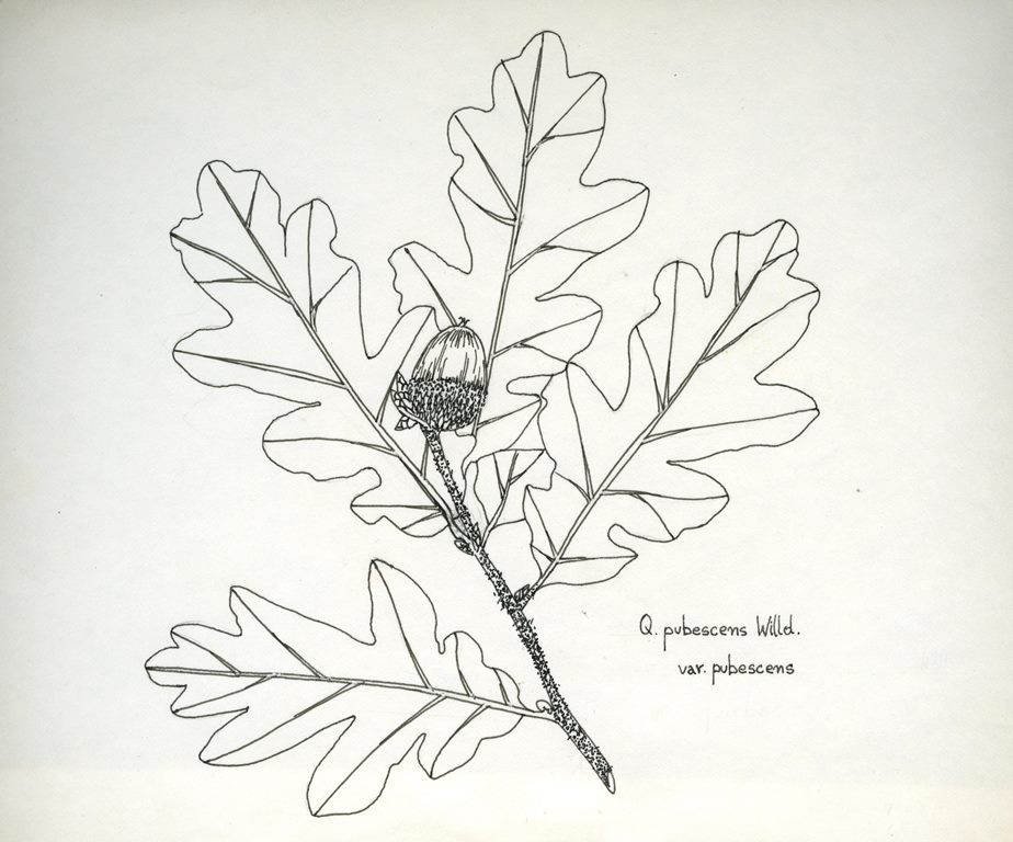 Quercus pubescens