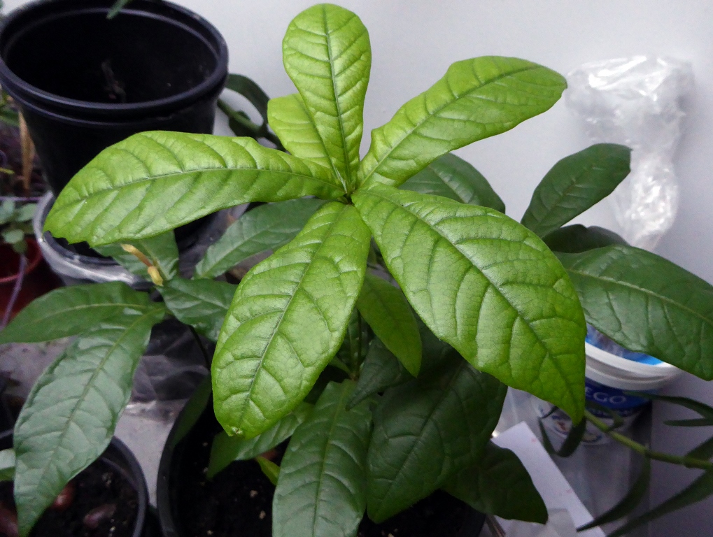 Seedling of Quercus sp. from Volcan Barva