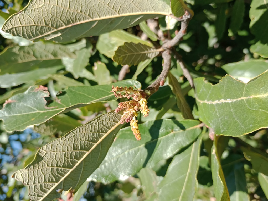Fig. 4 A male inflorescence on developing second growth of Quercus obtusata. November 2024.