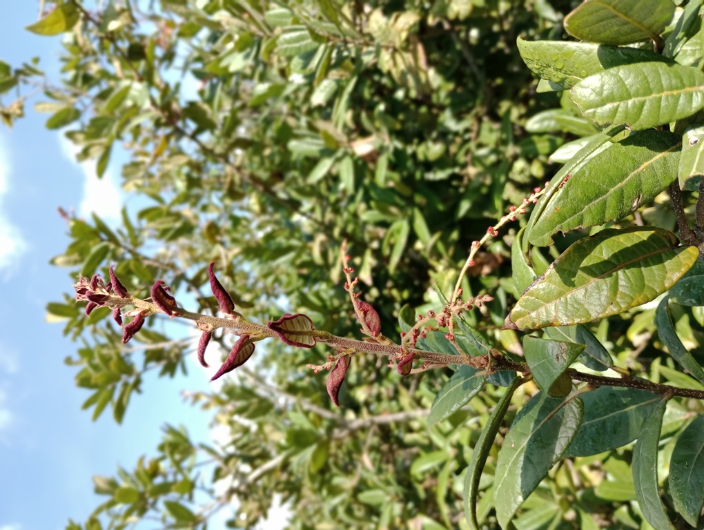 Fig. 5 Male inflorescences on second growth of Quercus “Autopista”. September 2024.