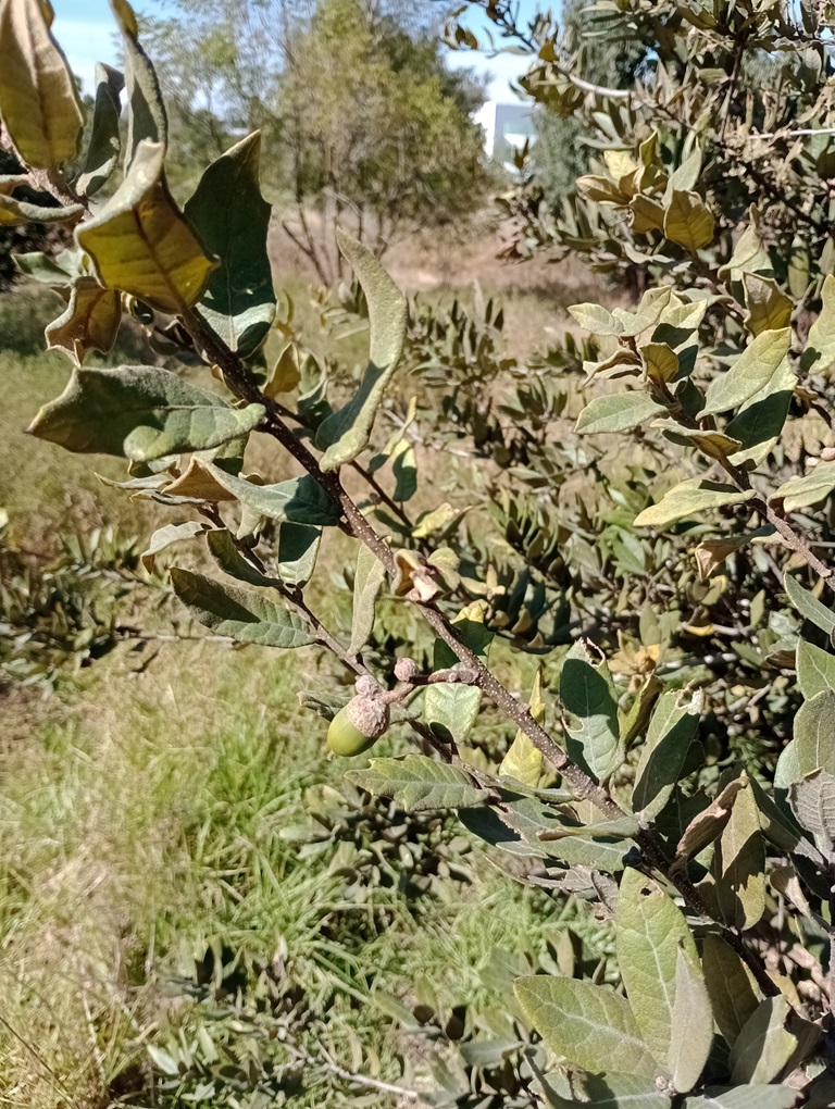 Fig. 7 An acorn ripening on second growth of Quercus “Autopista” apparently only a few months after flowering. December 2024.