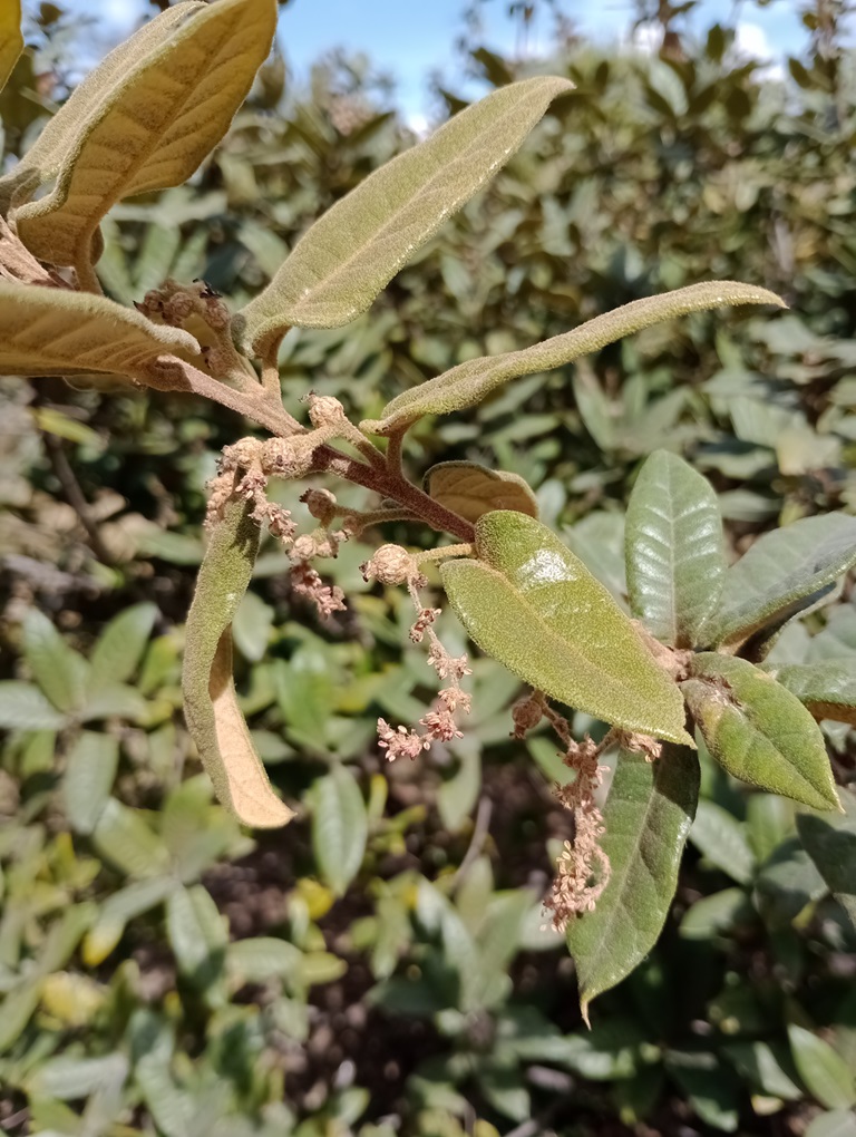 Fig. 8 Male and female flowers on the same inflorescence on second growth of Quercus “Autopista”. December 2024.