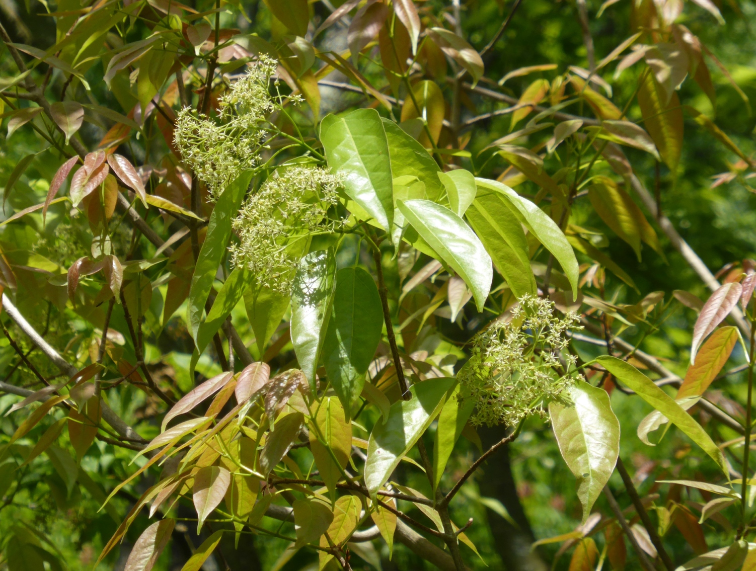 Sapindaceae Acer oblongum
