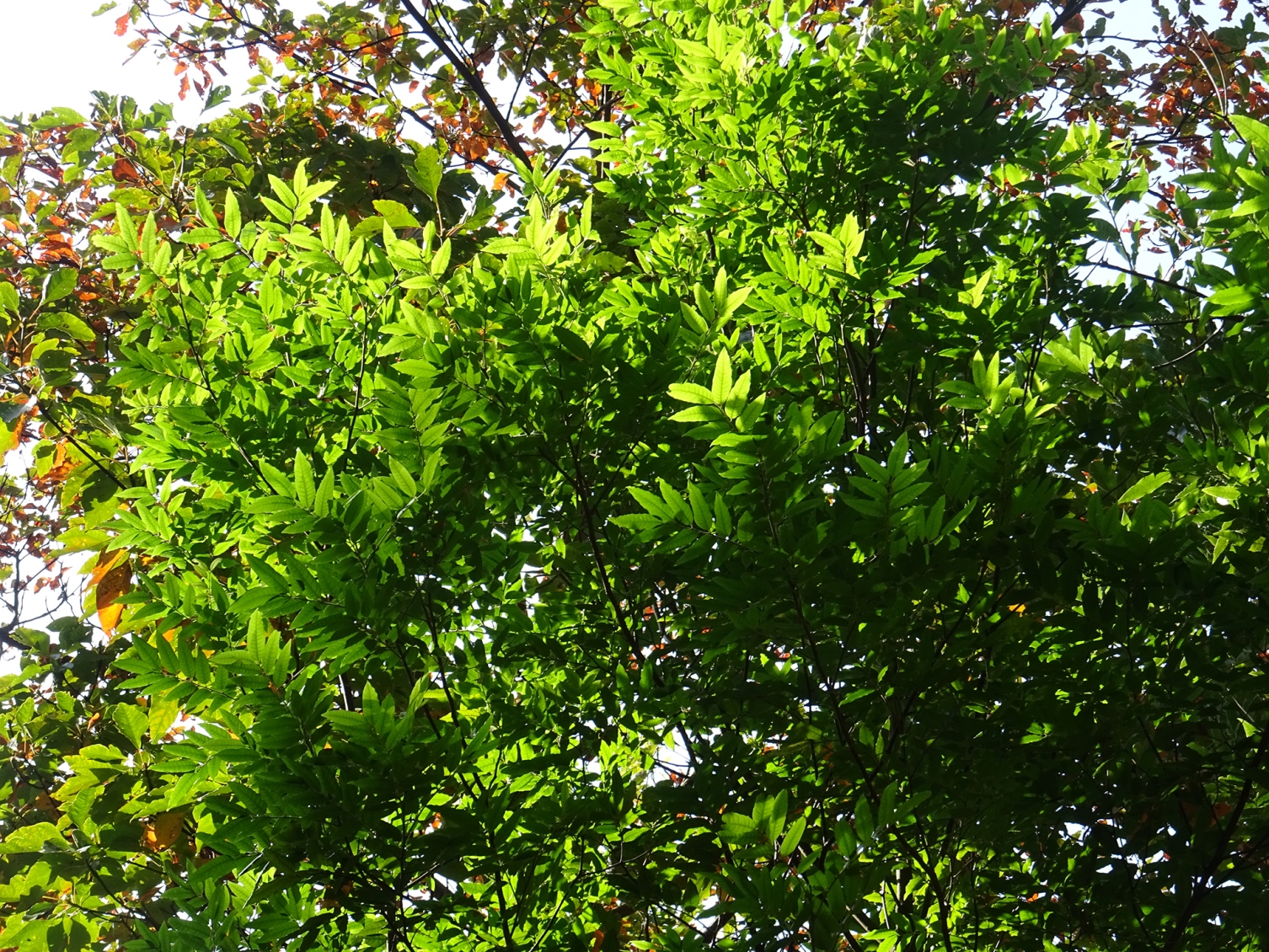 Sapindaceae Alectryon excelsus