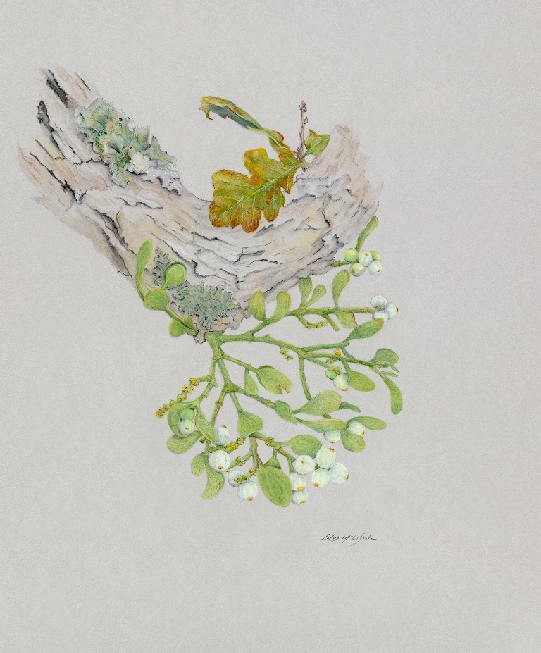 Mistletoe and Shin Oak, Phoradendron tomentosum and Quercus sinuata  Watercolor Pencil,  ©2021 Lotus McElfish