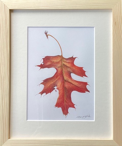  Fall Leaf of Texas Red Oak, Q. texana, watercolor pencil  10”h x8”