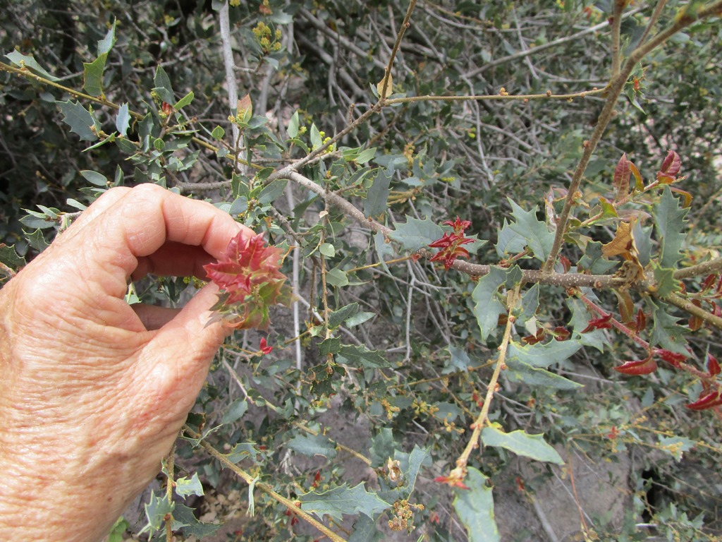 Quercus ajoensis
