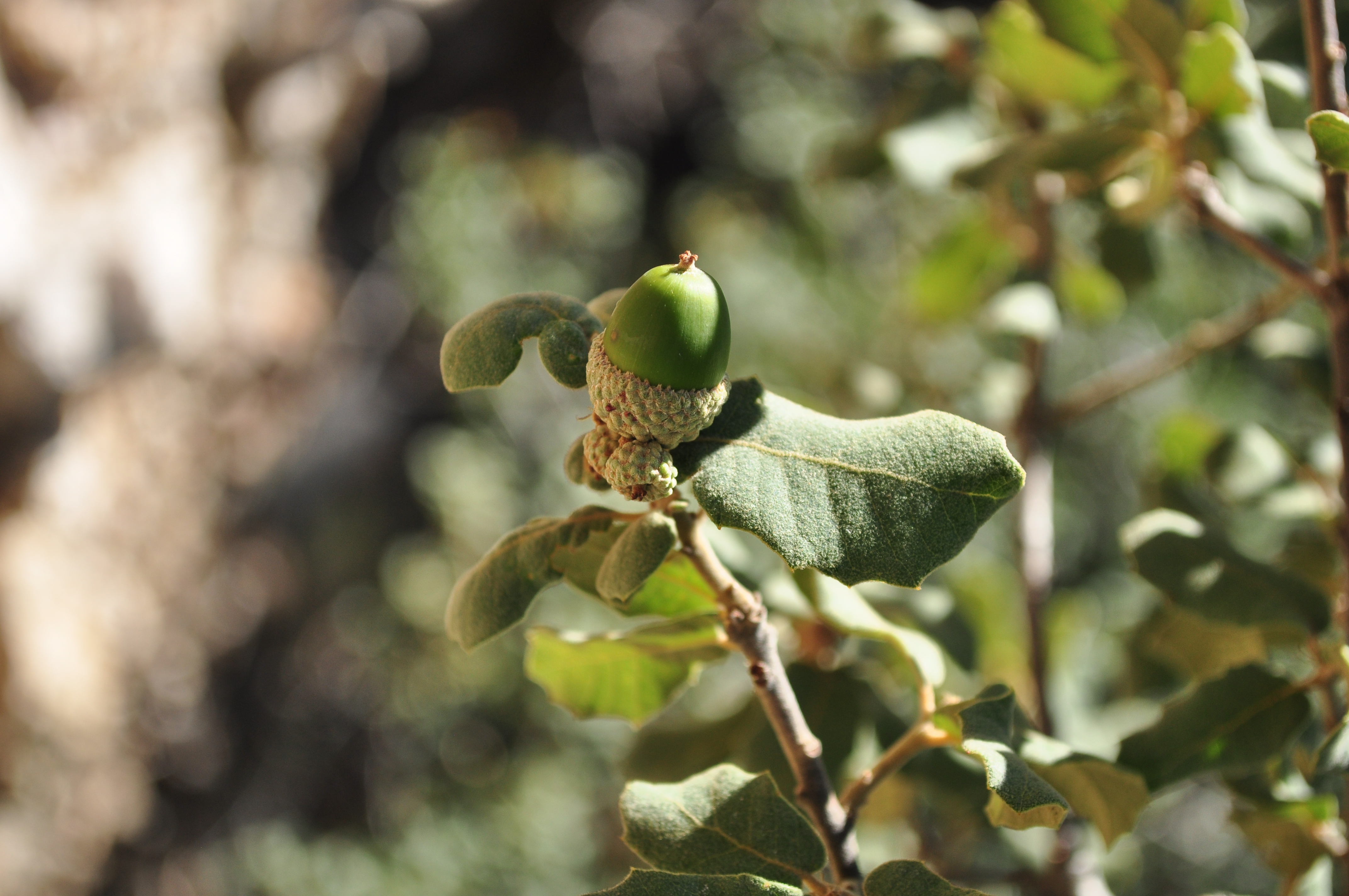 Suspected Quercus rugosa hybrid, photographed during the 2017 IOS New Mexico Tour, Mogollon Mountains, near Glenwood  © Rebecca Dellinger-Johnston
