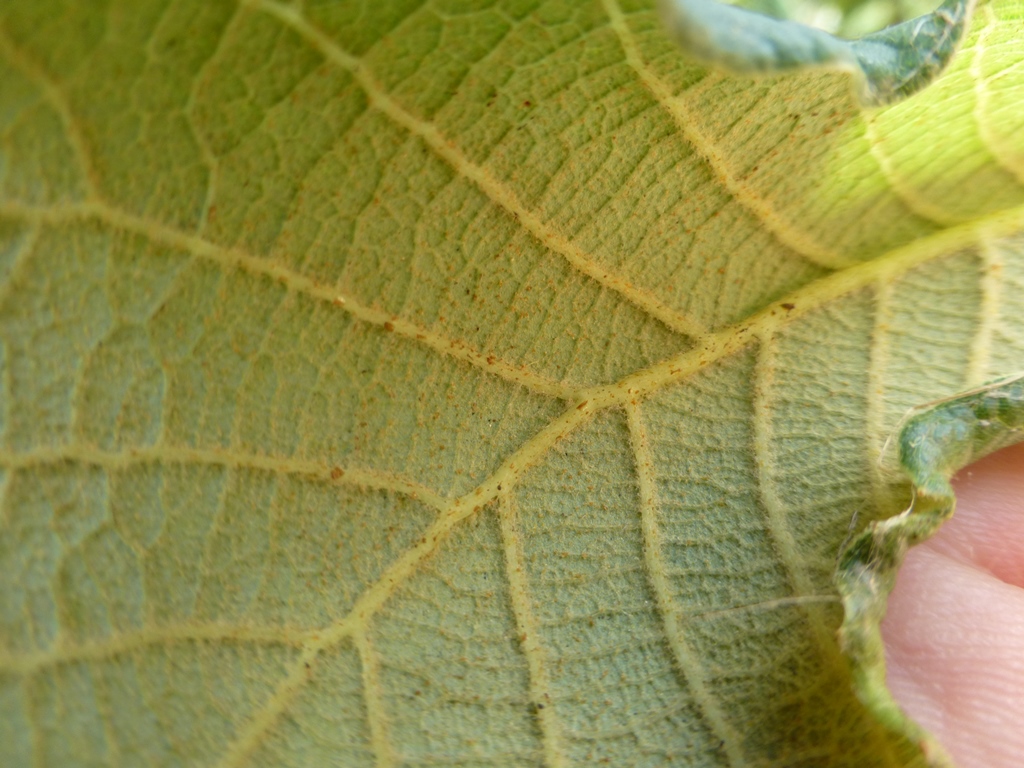 Underside of a Quercus rugosa leaf, showing pale yellow indumentum and reticulate pattern of prominent secondary veins