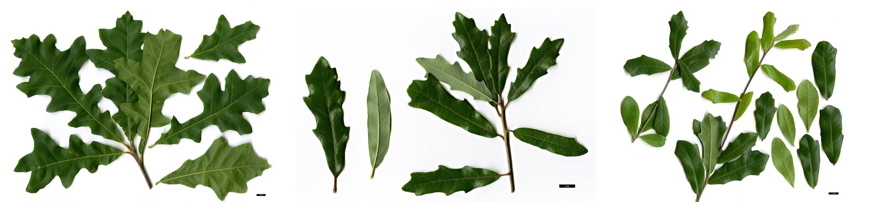 Leaf scans of Q. lyrata, xcomptoniae and virginiana