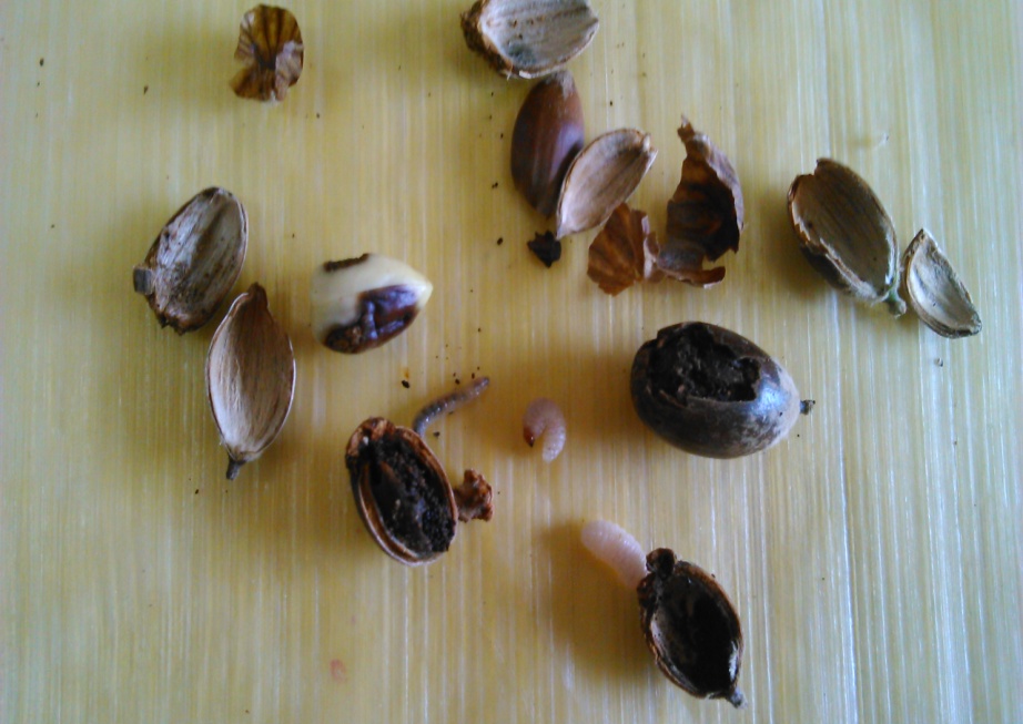 Weevil infestation in acorns of Q. leucotrichophora