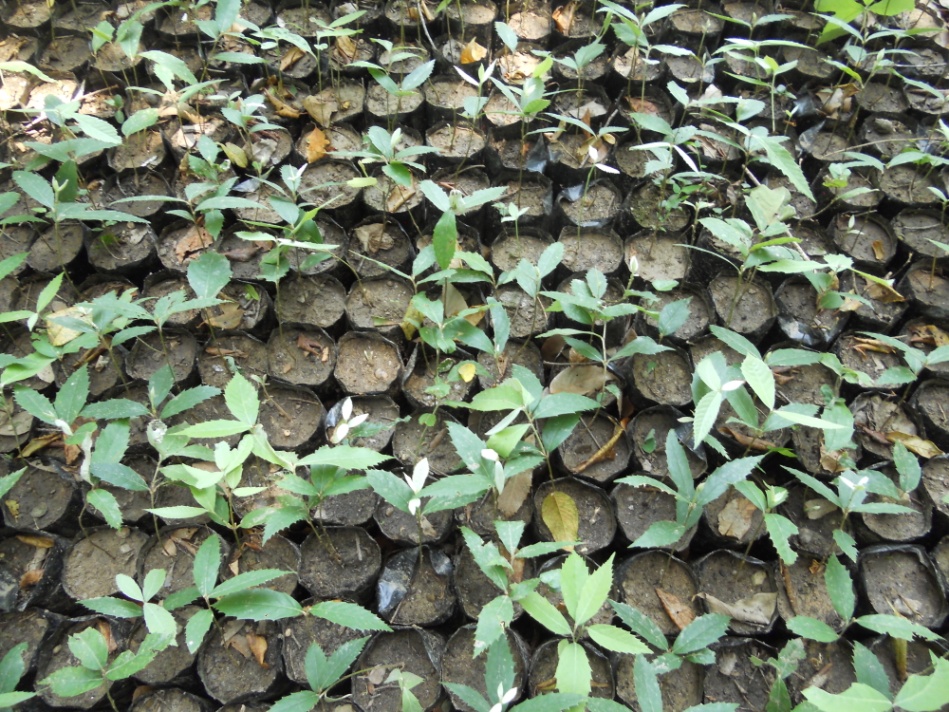 Q. leucotrichophora seedlings produced in experimental nursery