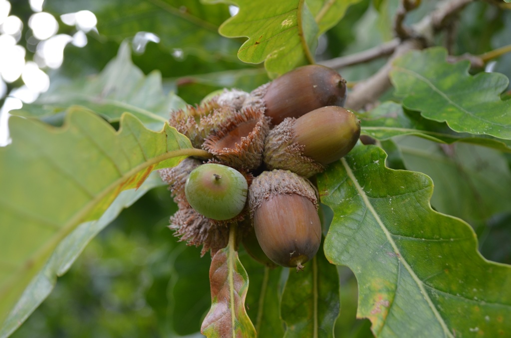 Q_xvilmorinianaProceNantes