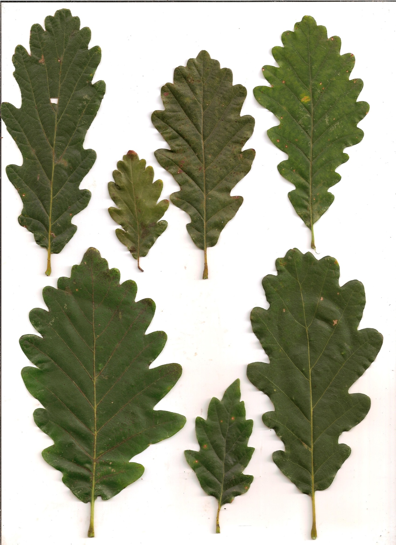 Various leaf samples