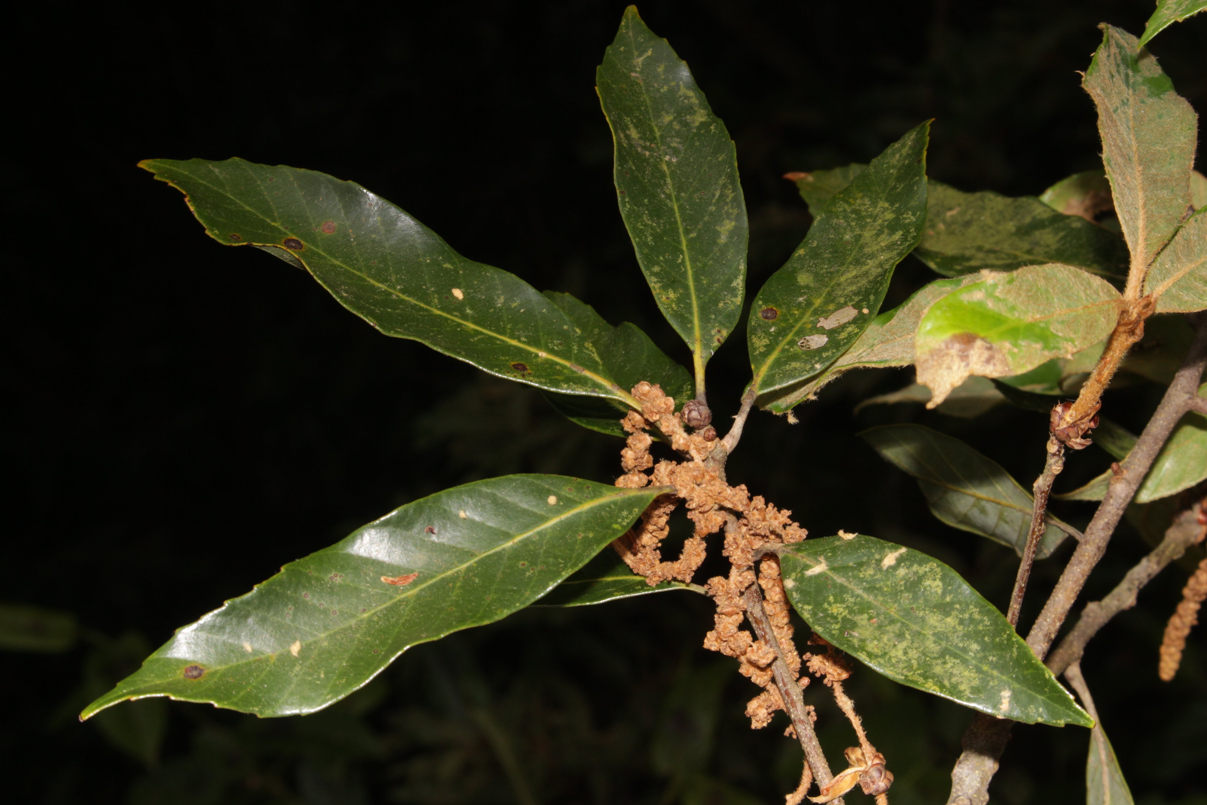 Quercus sontraensis 6
