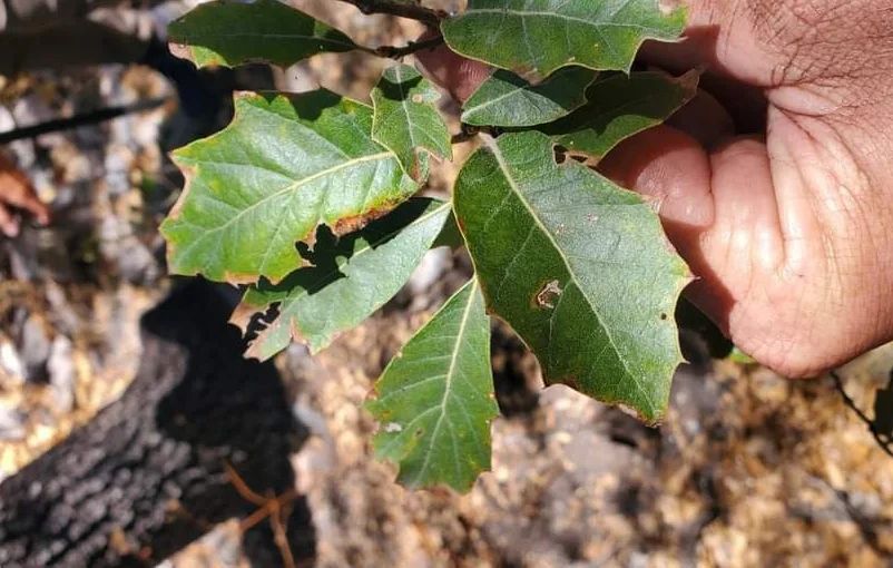 Quercus tardifolia upper surface