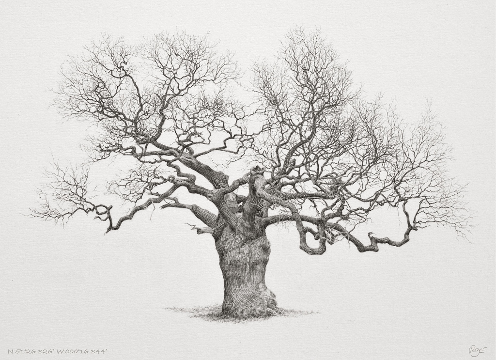 A large oak standing in Richmond Park, South West London.