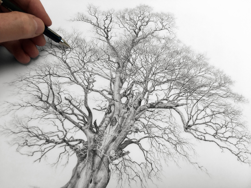 RGE drawing an oak
