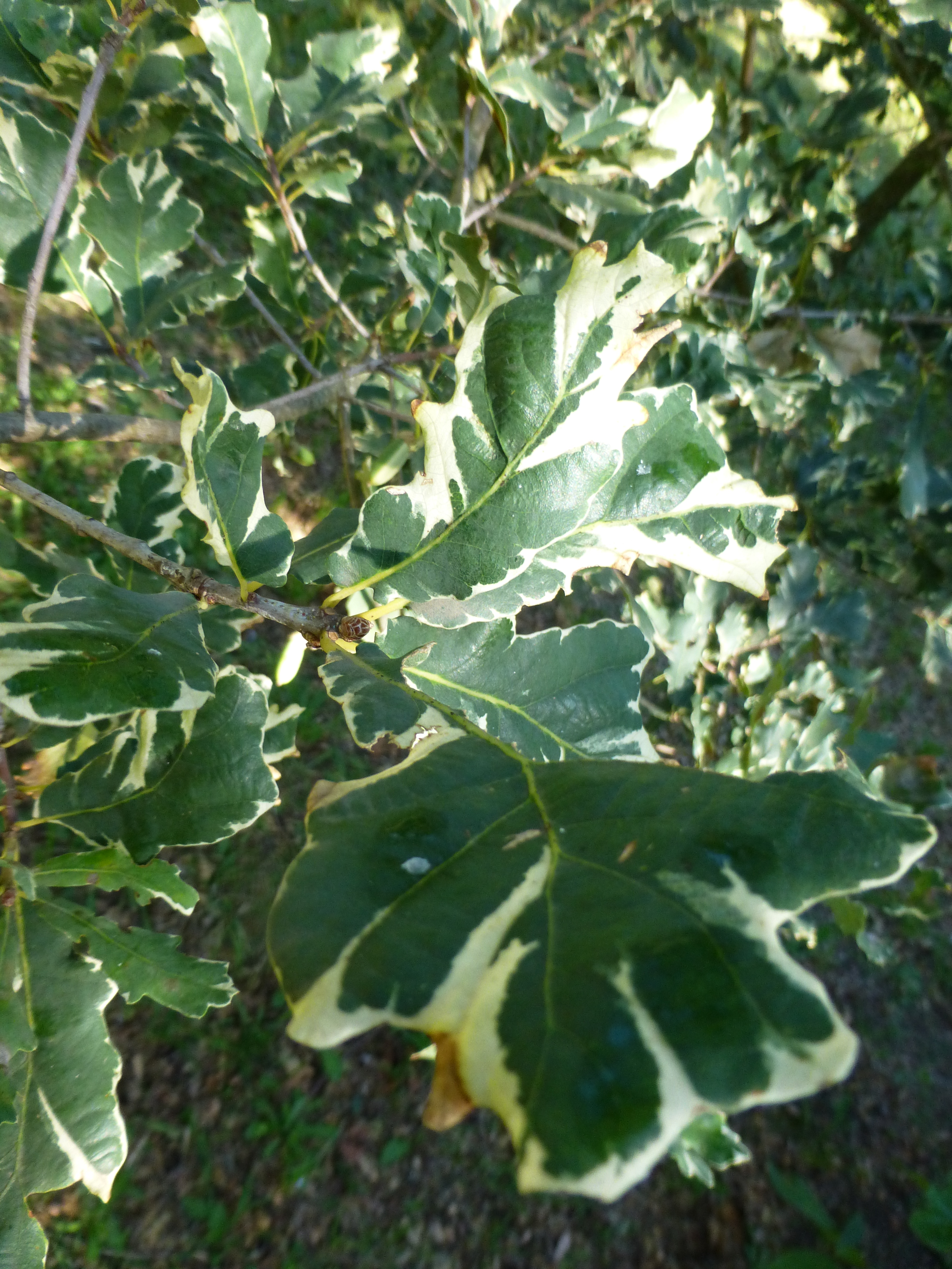 Q. robur Argentomarginata