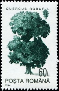 Quercus robur Romania