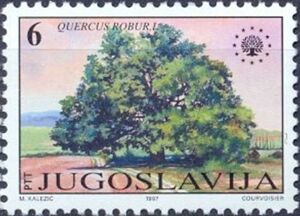 Quercus robur Yugoslavia