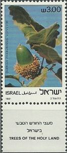 Quercus ithaburensis Israel