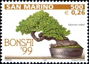 Quercus robur bonsai