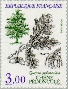 Quercus robur France