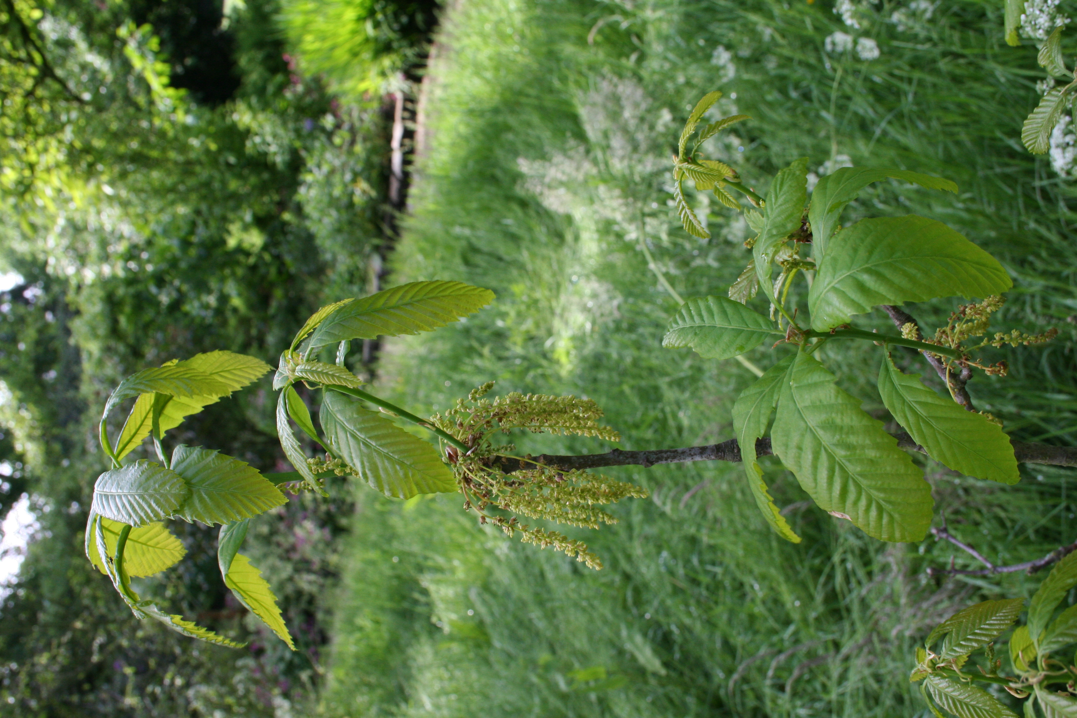 New leaves and catkins on Q. 'Tromp Deerpon'