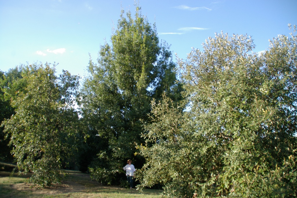 Quercus subspatulata