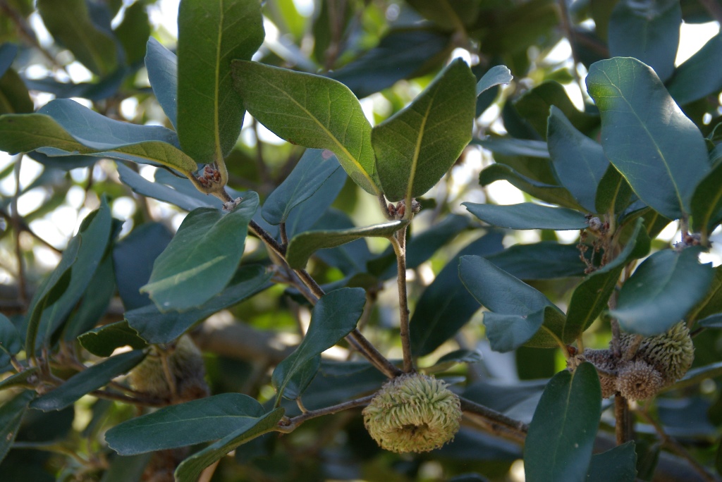 Quercus dolciholepis
