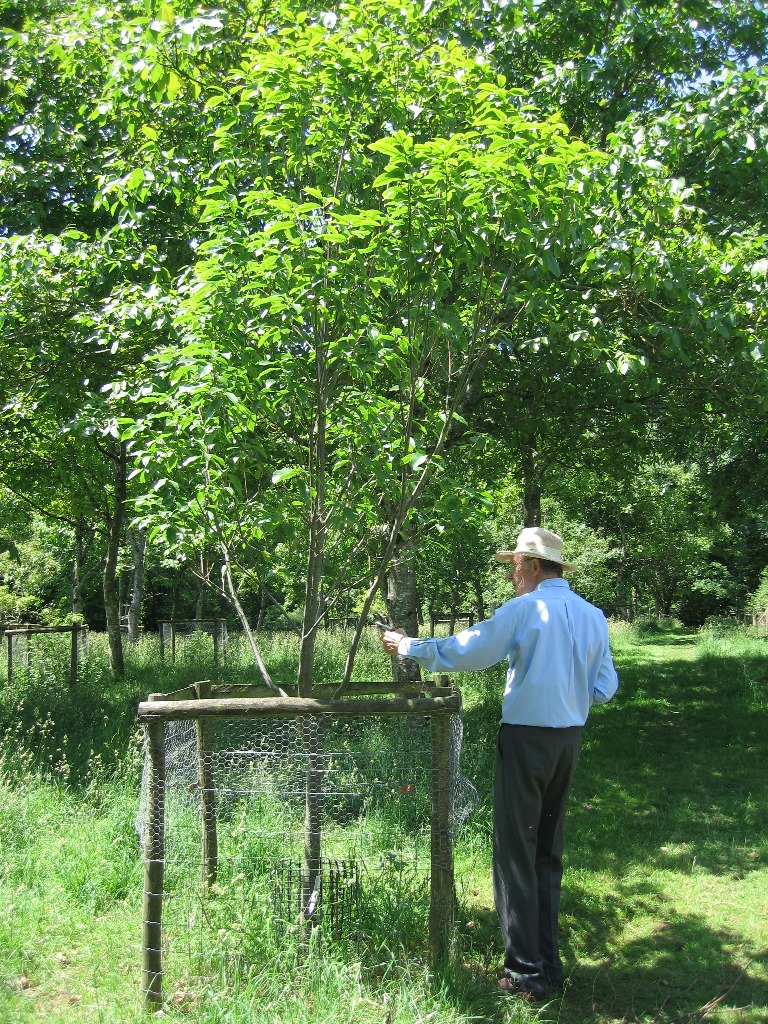Michael Heathcoat Amory tending to one of his beloved oaks