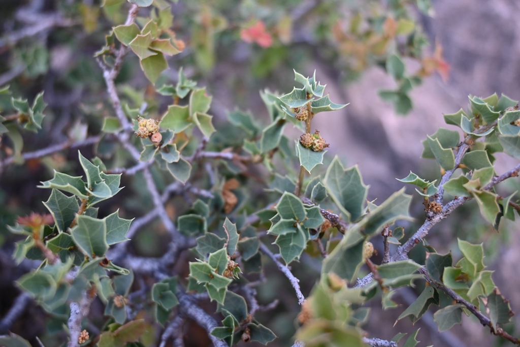 Quercus hinckleyi - image: Phillip Schulze