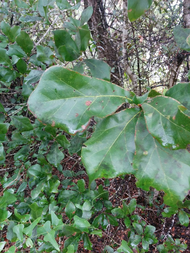 Quercus arkansana Gulf State Park Alabama (c) Matt Lobdell