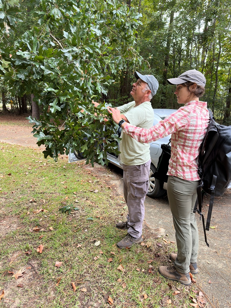 Botanist Ron Lance and Curator and Assistant Director Emily Ellingson of the Polly Hill Arboretum examine the leaves and acorns