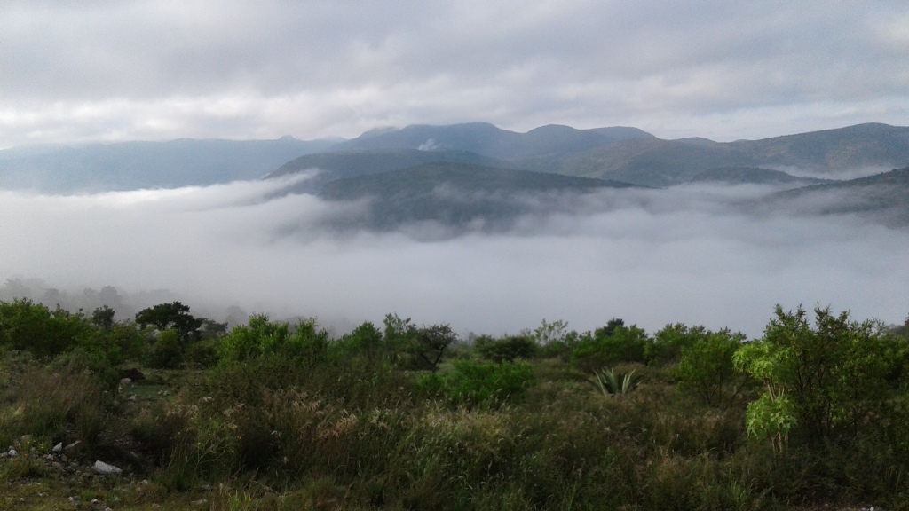 Oak Forest hidden in the clouds, San Luis Potosí, Mexico. 
