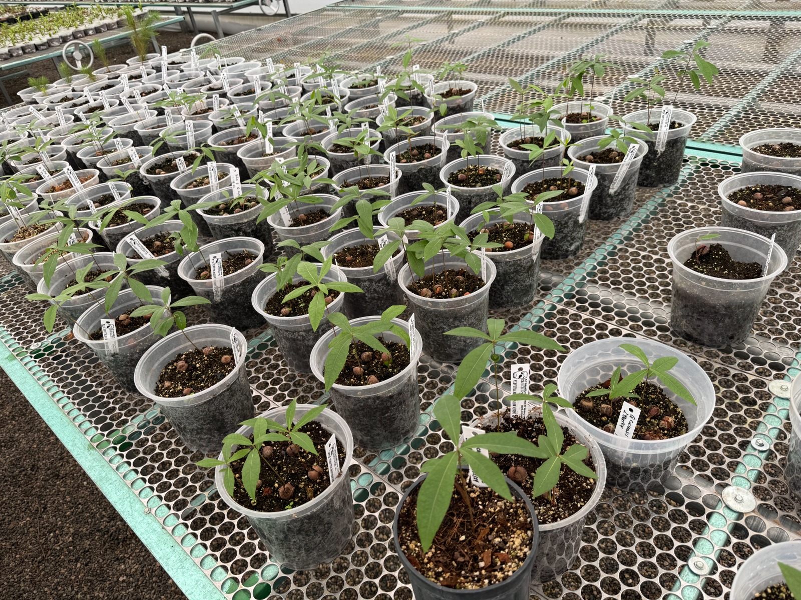 Quercus cualensis and Q. tuitensis propagation at Vallarta Botanical Garden