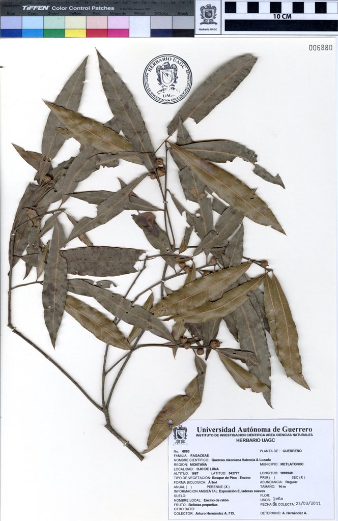 Quercus nixoniana herbarium Universidad Autonoma de Guerrero