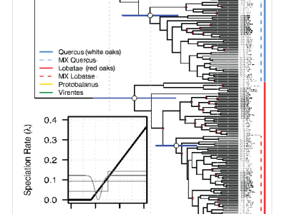 The amazing phylogenetic tree of some members of the genus Quercus