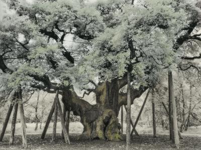 The Major Oak by Beth Moon