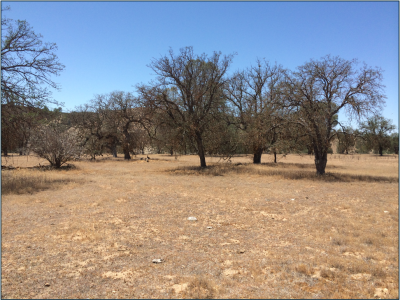 Mortality of Quercus douglasii. An indication of things to come?   © Blair McLaughlin