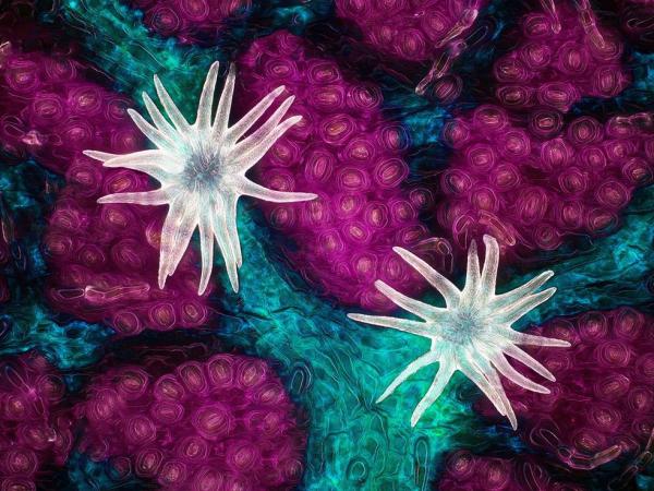 1-jasonkirk_60x_oaktrichomestomata.jpg