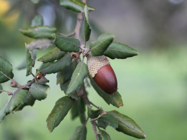 Quercus suber acorn